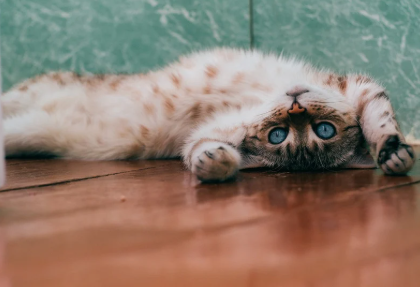 Starwood Pet Resort Review (2024): What You Really Need to Know Before Booking Pet Relocation