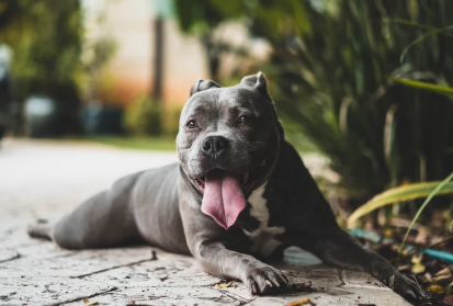 Starwood Pet Resort Review (2024): What You Really Need to Know Before Booking Pet Relocation