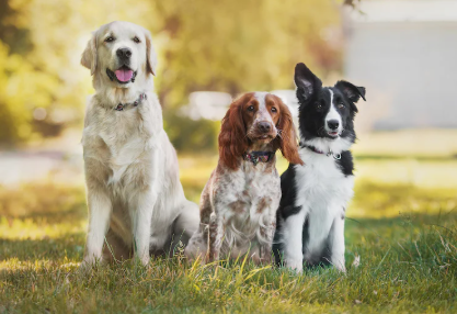 Starwood Pet Resort Review (2024): What You Really Need to Know Before Booking Pet Relocation 